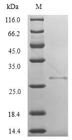 (Tris-Glycine gel) Discontinuous SDS-PAGE (reduced) with 5% enrichment gel and 15% separation gel.